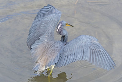 High angle view of gray heron in lake