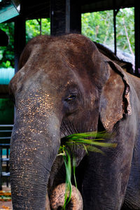 Elephant eating in pinnawala elephant orphanage sri lanka