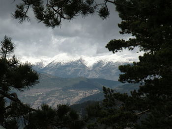 Pine trees against mountains