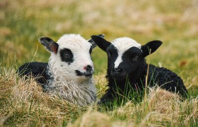 Portrait of sheep on field