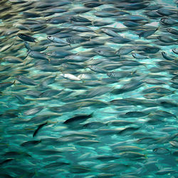 Fish swimming in sea