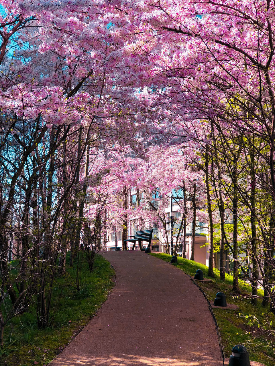 VIEW OF CHERRY BLOSSOM FROM PARK