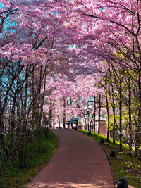 View of pink flowering trees in park