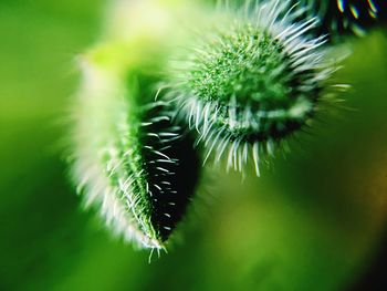 Close-up of dandelion on plant