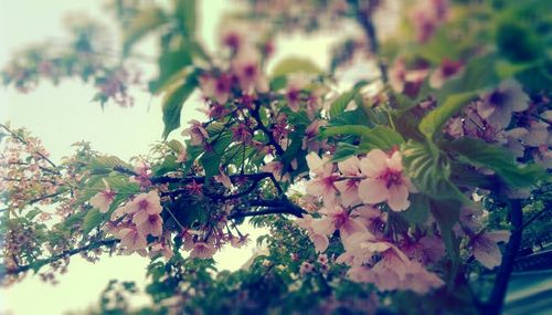 Close-up of pink flowers