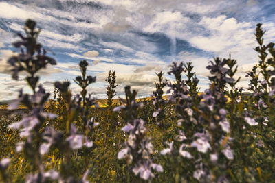 Close-up of flowering plants on field against sky