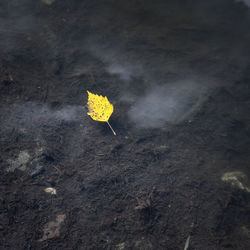 High angle view of yellow autumn leaves on field