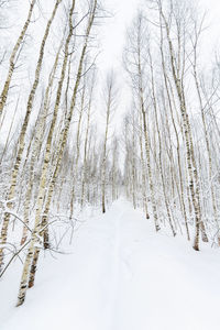 Bare trees on snow covered field