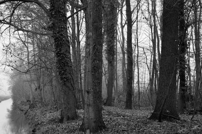 Bare trees in forest