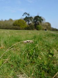 Close-up of lizard on grass