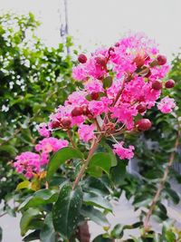 Close-up of pink flowers