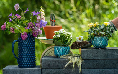 Close-up of potted plants in yard