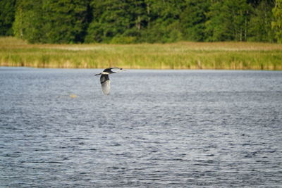 Bird flying over a sea