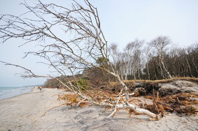 Bare tree on beach against clear sky