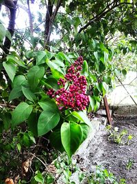 Low angle view of flowers growing on tree