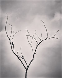 Low angle view of bare tree against sky