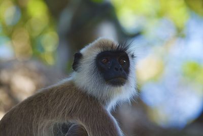Close-up of monkey