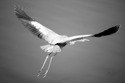 Rear view of heron flying against sky