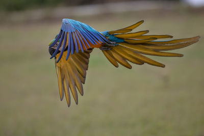 Close-up of a bird flying