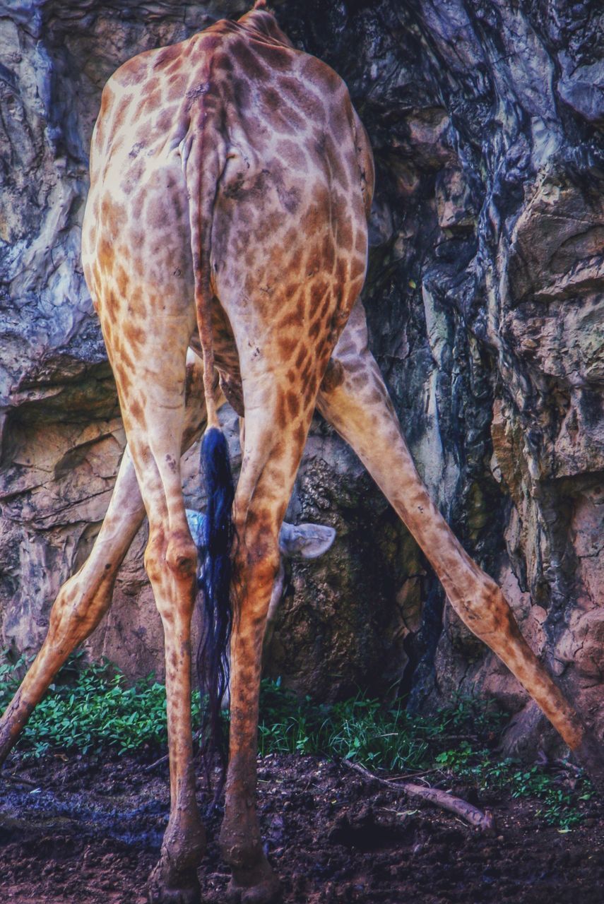 HORSE STANDING IN ZOO