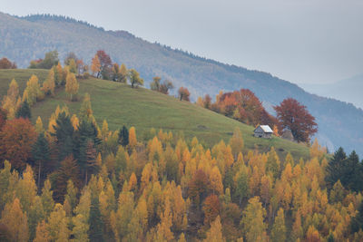 Scenic view of autumn trees against sky