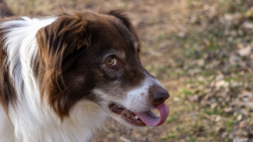 Close-up of dog looking away