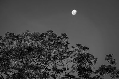 Low angle view of tree against clear sky