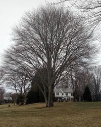 Bare trees on grassy field