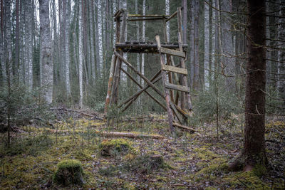 View of old trees in forest