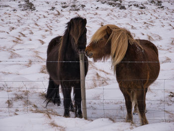 Horse standing on snow covered field