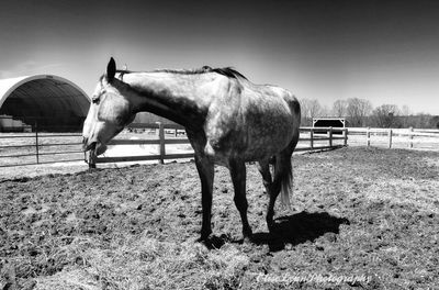 Horse standing in ranch against sky