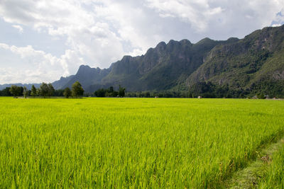 Scenic view of agricultural field against sky