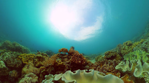 sea
