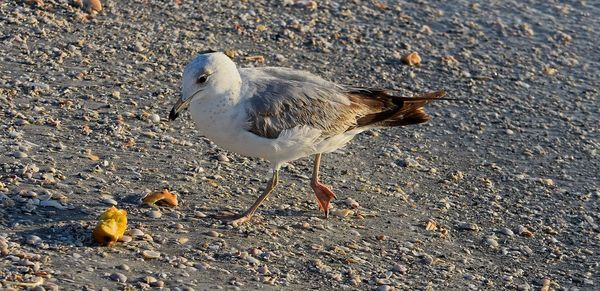 Common gull walking towards apple core at beach