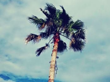 Low angle view of palm trees against cloudy sky