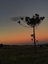 Silhouette tree on field against sky during sunset