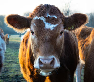 Close-up portrait of cow at sunset looking at camera