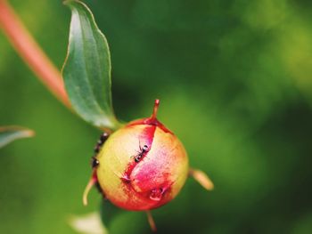 Close-up of strawberry on plant