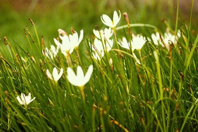 Close-up of white flowers blooming in field