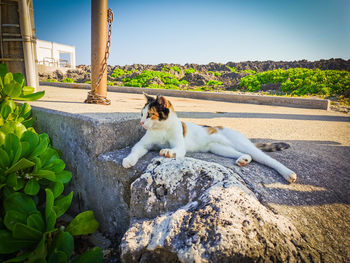 View of a dog on rock against sky