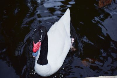 High angle view of swan swimming in lake