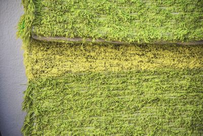 Close-up of green fabric on wall