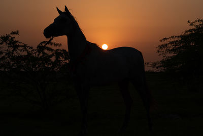 Silhouette of horse on field during sunset