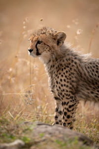 Cheetah looking away in forest