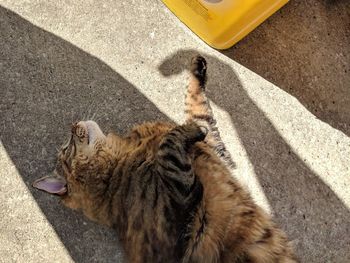 High angle view of cat on street