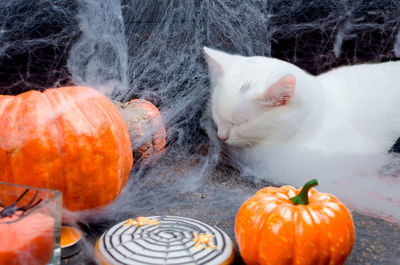 Close-up of cat by halloween decoration on table