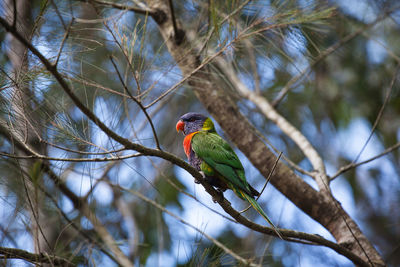 Rainbow lorikeet perching on branch