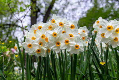 Narcissus geranium blossoms in the garden in spring