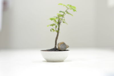 Close-up of plant on table