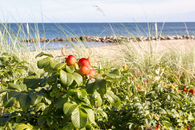 Fruits growing on beach against sea